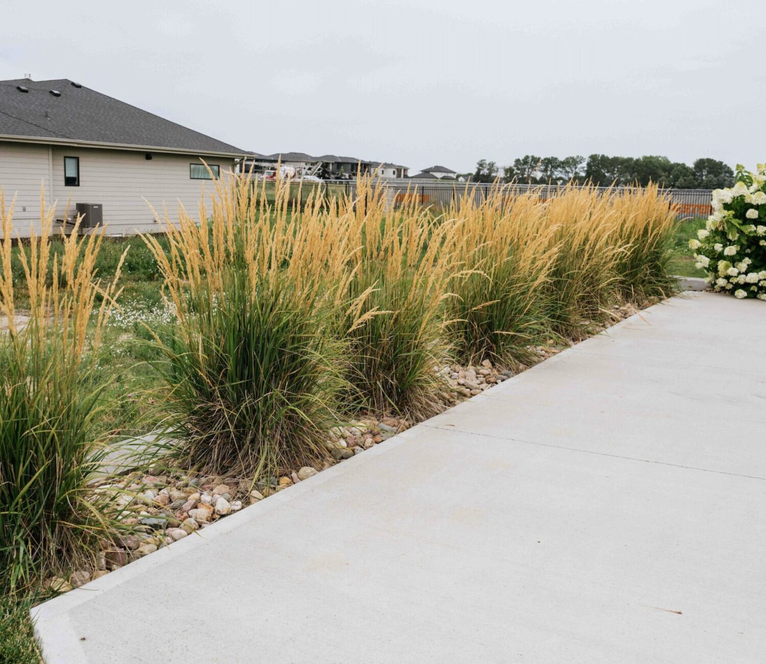 Ornamental feather reed grasses lining concrete driveway and walkway landscape border